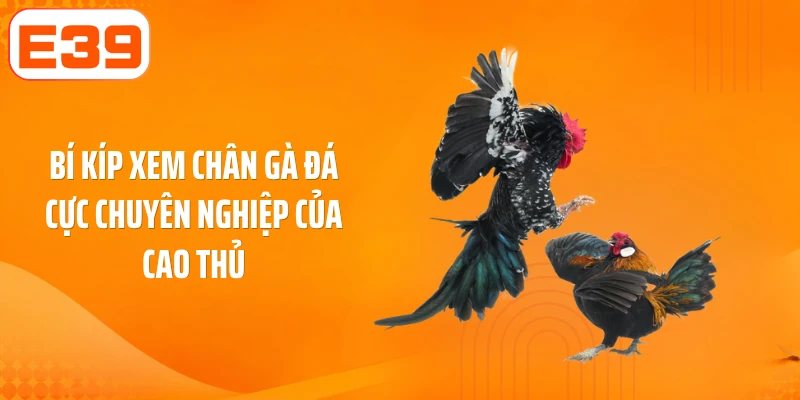 Bí kíp xem chân gà đá cực chuyên nghiệp của cao thủ